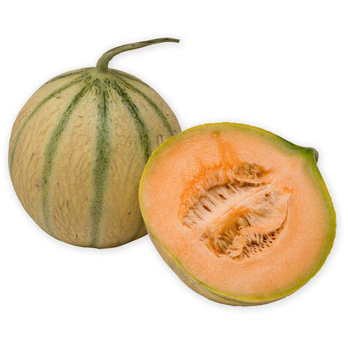 Charentais Melon