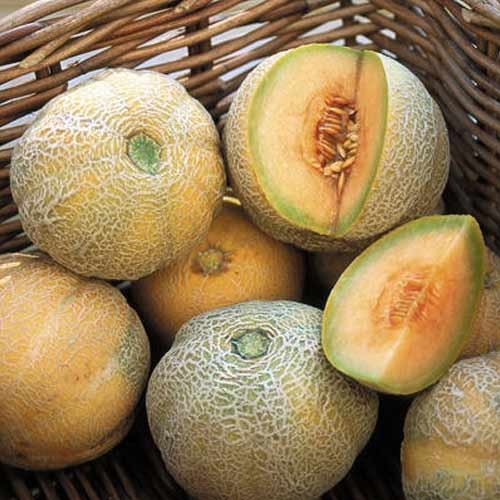 Fresh Melon