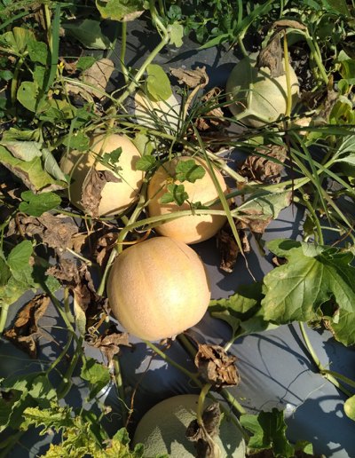 F1 A Grade Melon