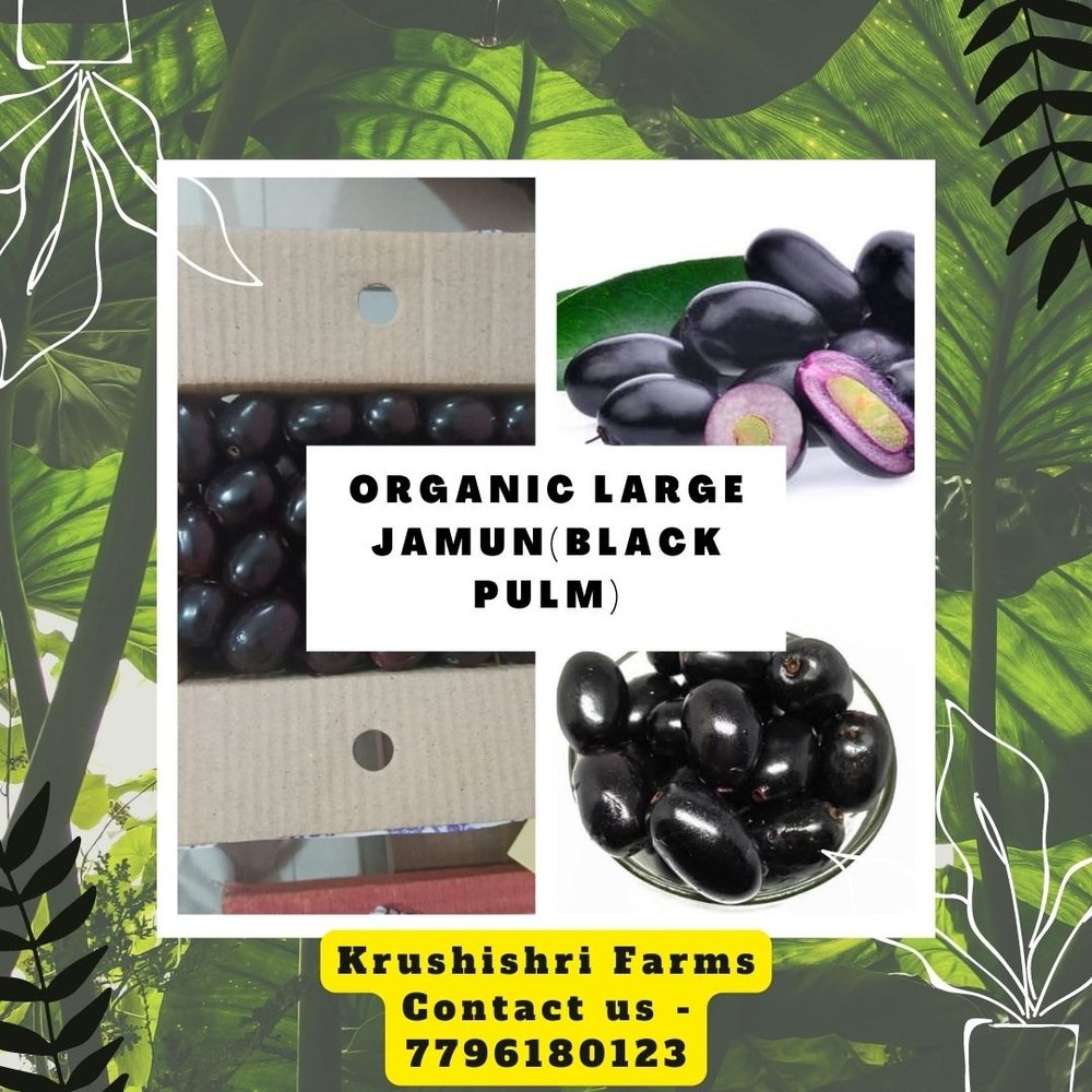 Organic Large Jamun (Black Pulm), Packaging Type: Box, Packaging Size: 5 Kg