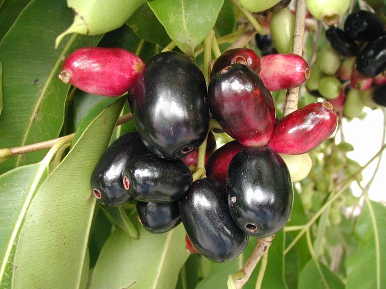Black Plum