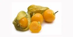 Peruvian Groundcherry