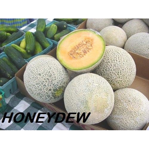 Fresh Honeydew