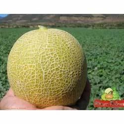Honey Melon