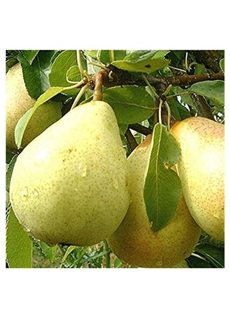 Lightish Green Yellow A Grade Fresh Pears Fruit, Packaging Type: Carton, Packaging Size: 50 kg