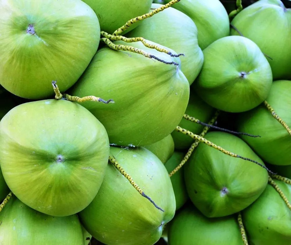 Solid Whole Green Tender Coconut