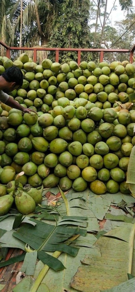 A Grade Tender Coconut, Packaging Size: 15000 piece, Coconut Size: Medium