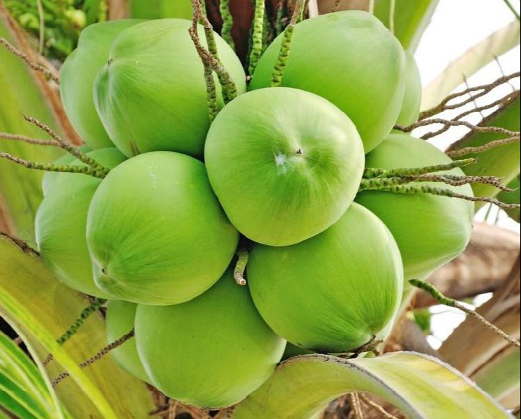 Green A-Grade DeeJay Hybrid Tender Coconut (Minimum order 1 Load), For Fruits