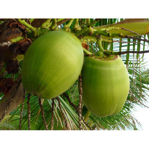 Green Tender Coconut