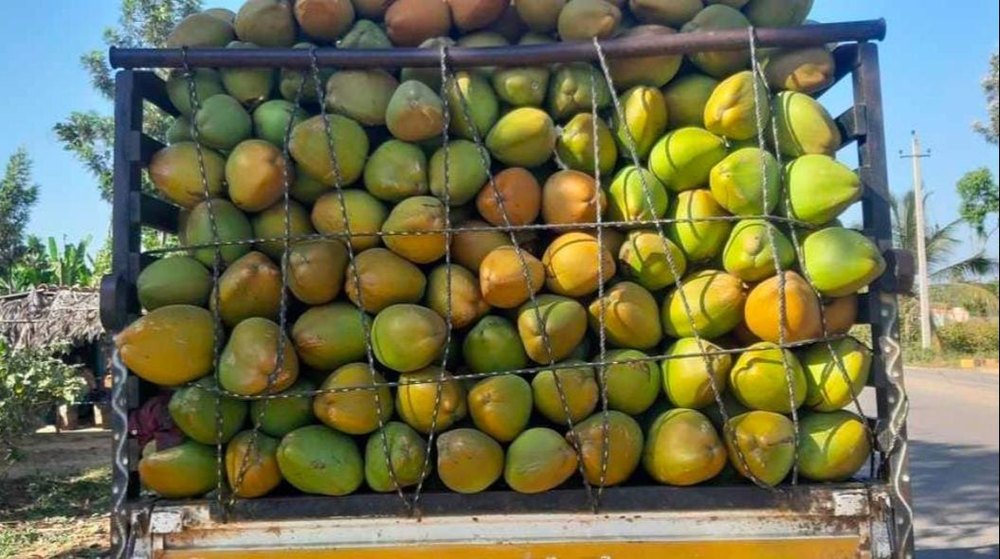 A Grade Solid FRESH TENDER COCONUT, Packaging Size: 50 Kg, Coconut Size: Large