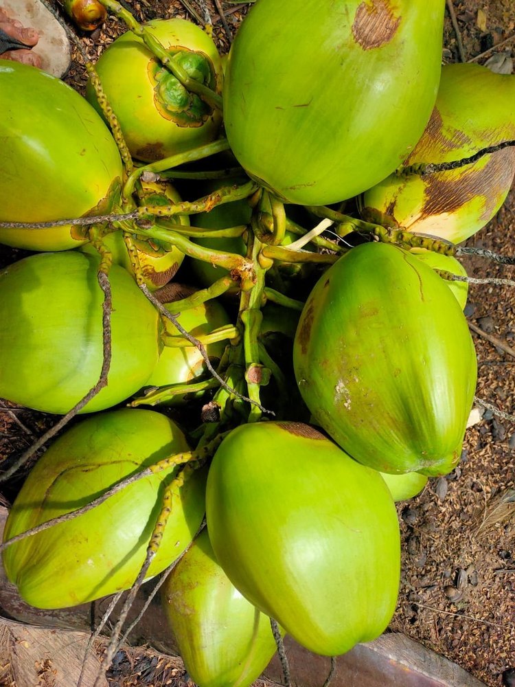 A Grade Solid Tender Coconut, Packaging Size: Loose, Coconut Size: Large