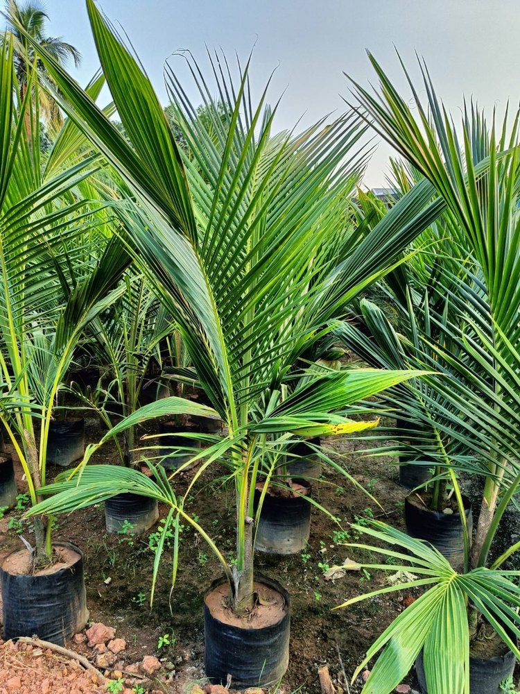 A Grade Semi Husked Sannagi Coconut