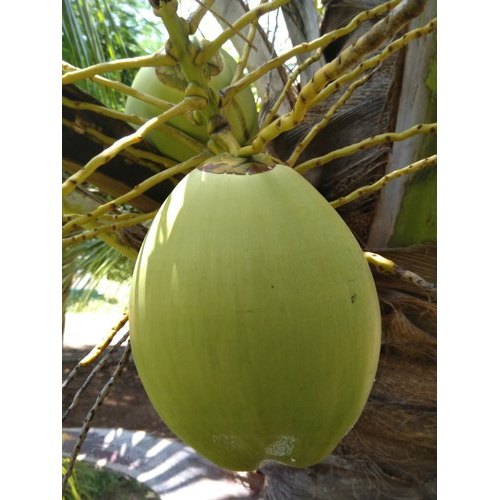 A Grade Green Tender Coconut
