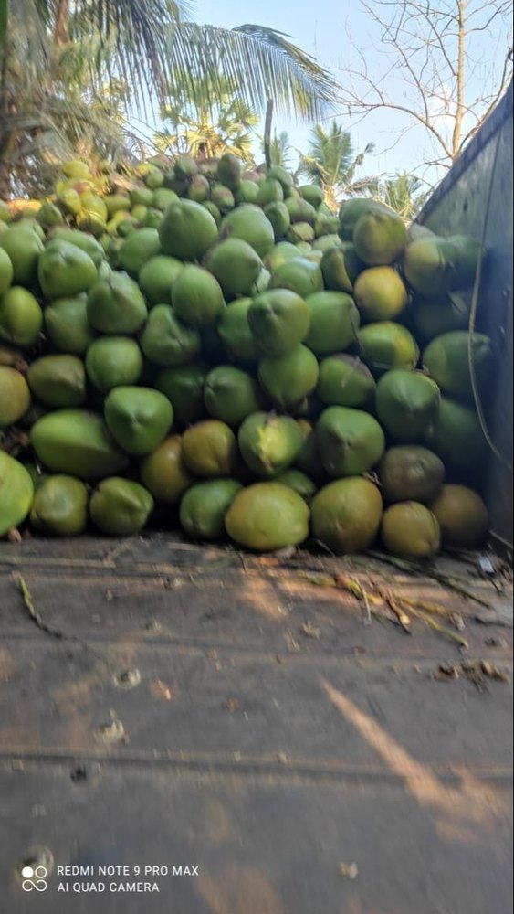 A Grade liquide tender coconut, Packaging Size: 10 Kg, Coconut Size: medium and large