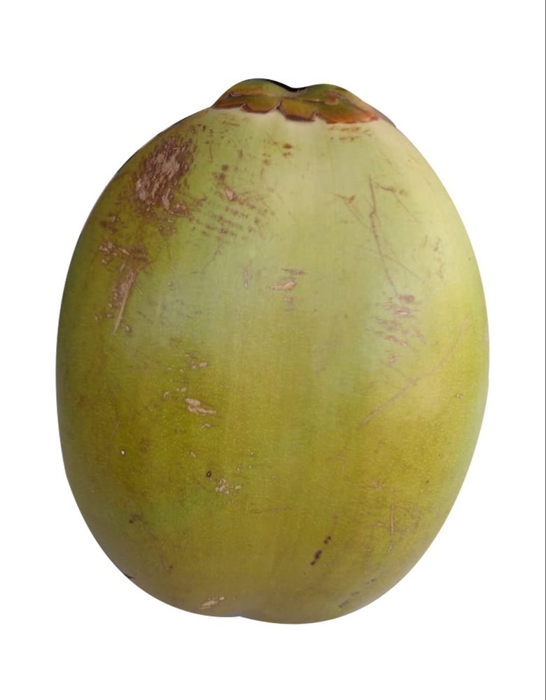 B Grade Solid Green Tender Coconut