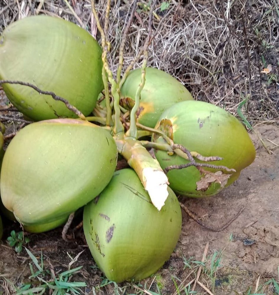 A Grade Whole Green Coconuts Or Tender Coconuts, Coconut Size: Large