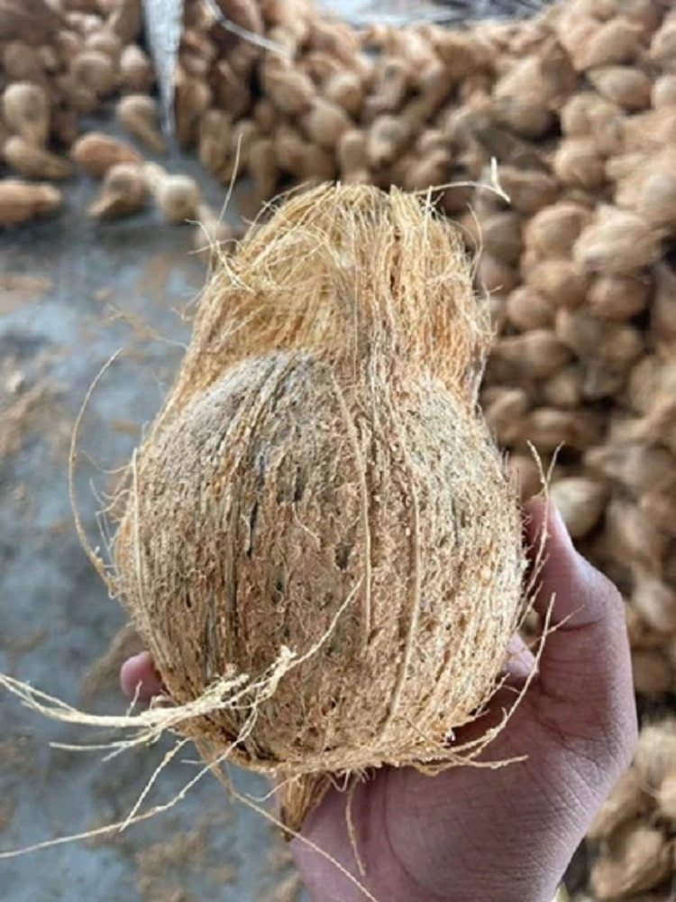 A Grade Solid Fresh Semi Husked Coconut