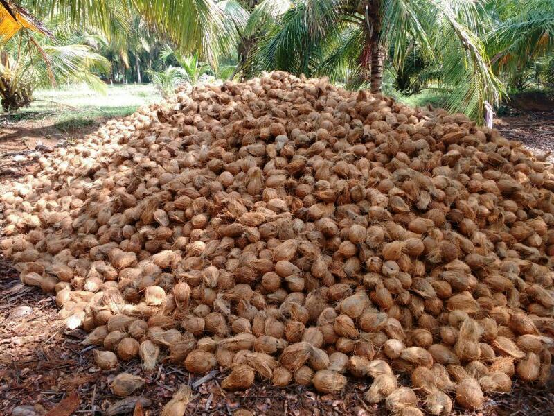 Semi Husked Fresh Coconuts