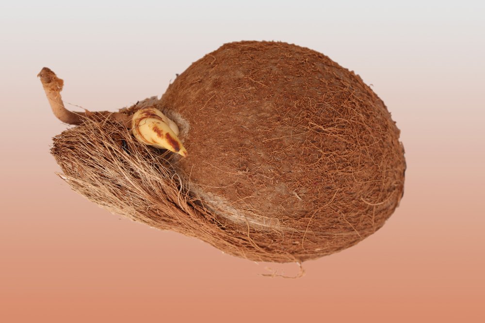 Semi Husked B Grade Sprout Coconut, Packaging Size: 25 kg, Coconut Size available: Medium