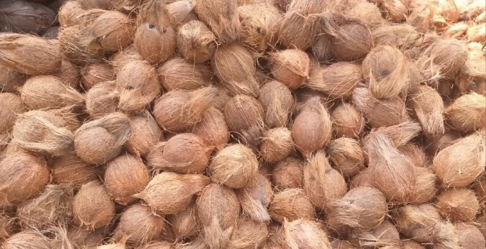 A Grade Solid Semi Husked Coconut, Coconut Size: 13 Inch