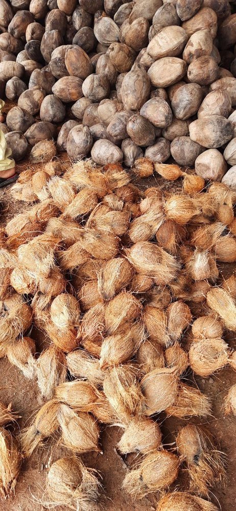 A Grade Solid Semi Husked Coconut, Coconut Size: Large