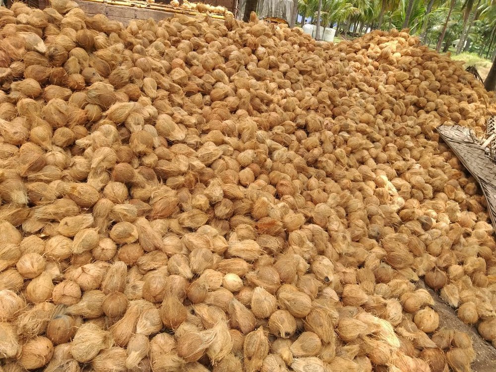 A Grade Solid Semi Husked Coconut, Packaging Size: 13-13.5 KG, Coconut Size: Medium