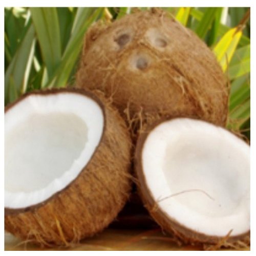 A Grade Semi Husked Coconut, 10 Kg, Coconut Size: Medium