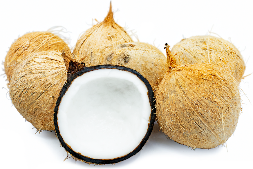 A Grade Solid Fully Husked Coconut, Coconut Size: Medium