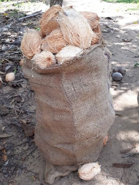 A Grade Solid Fresh Indian Husked Coconut, Packaging Size: 20 Kg, Coconut Size: Large