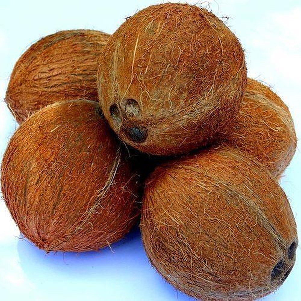 A Grade Solid Natural Husked Coconut, Coconut Size: Large