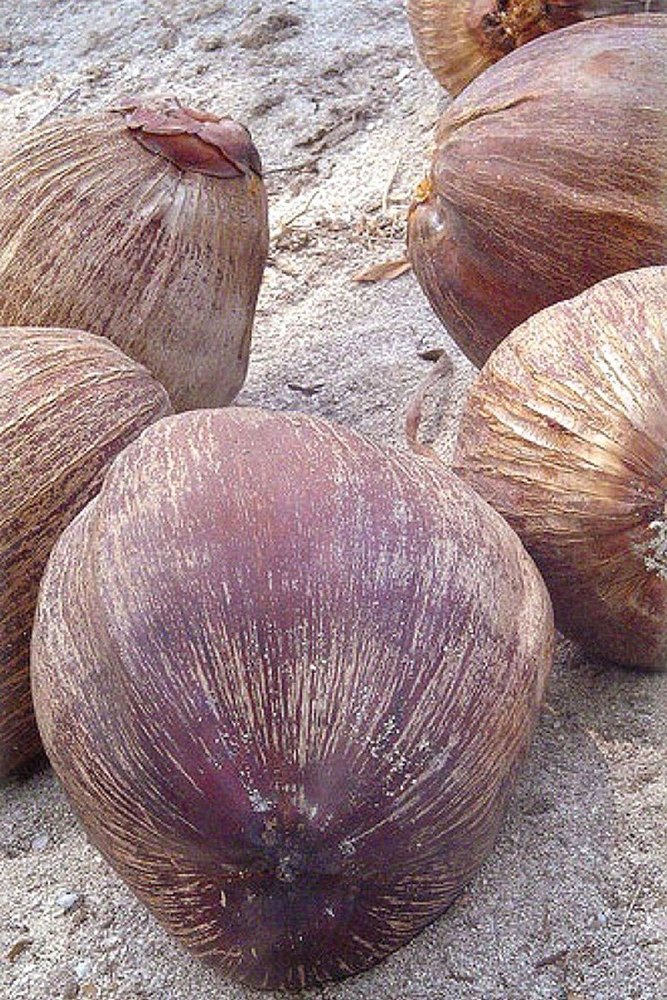 A Grade Whole Solid Brown Husked Nut Coconut, Packaging Size: 100 Piece