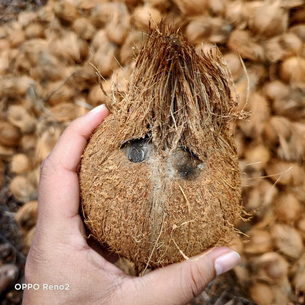 A Grade Solid Husked Coconut, Packaging Size: 20 Kg, Coconut Size: Large