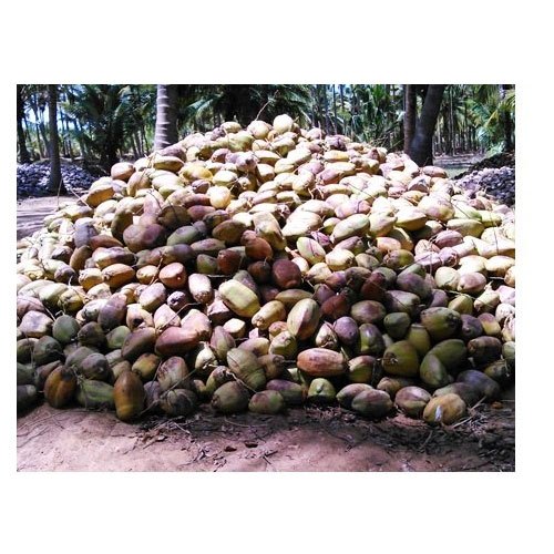 Natural Husked Coconut