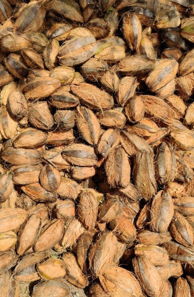A Grade Raw Husked Coconut
