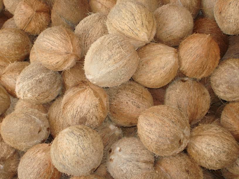 A Grade Krishnagiri Husked Coconut For Export, Packaging Size: 50 Kg, Coconut Size: Medium