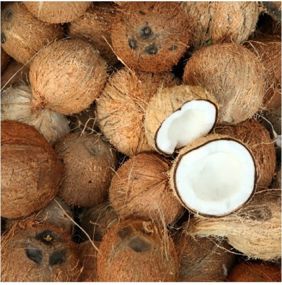 A Grade Solid Fresh Coconut Pollachi, Coconut Size: 13 Inch
