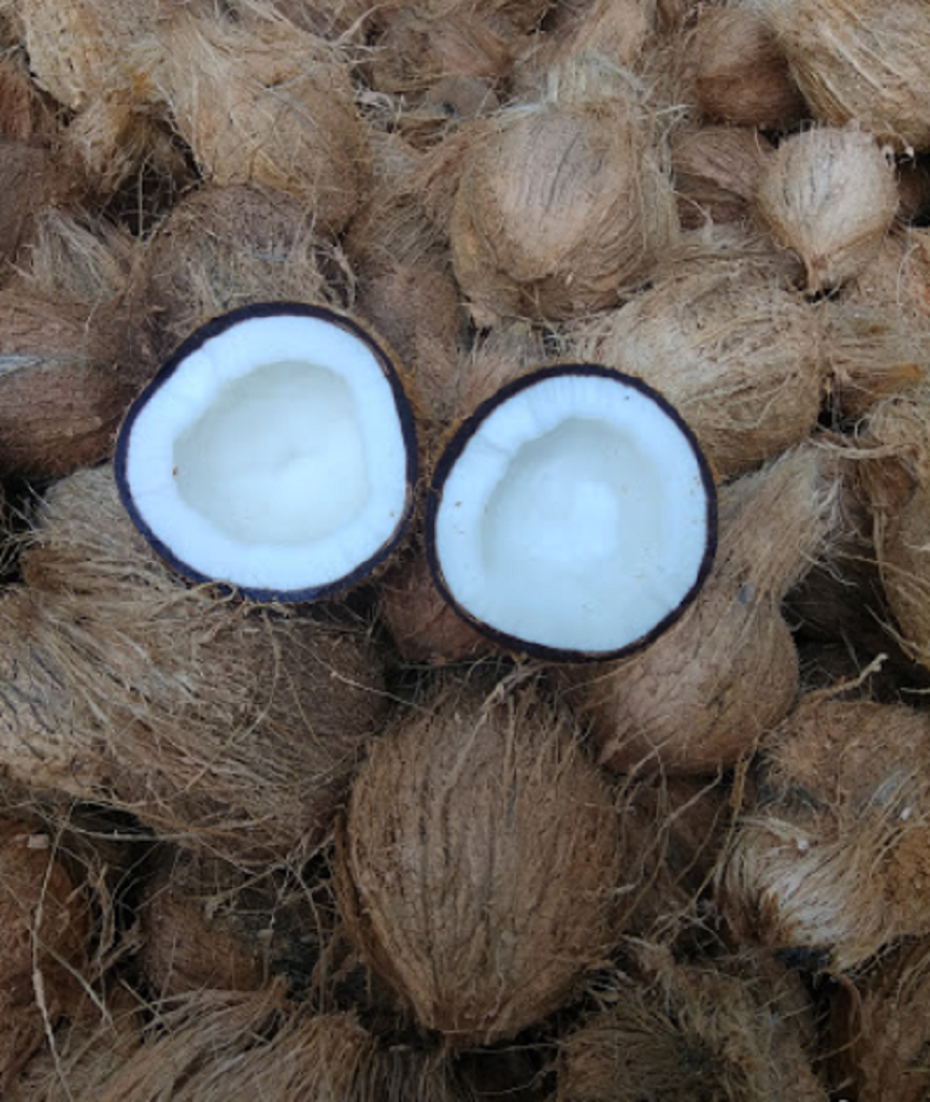 B Grade Semi Husked Dry Pollachi Coconut, Coconut Size: Medium