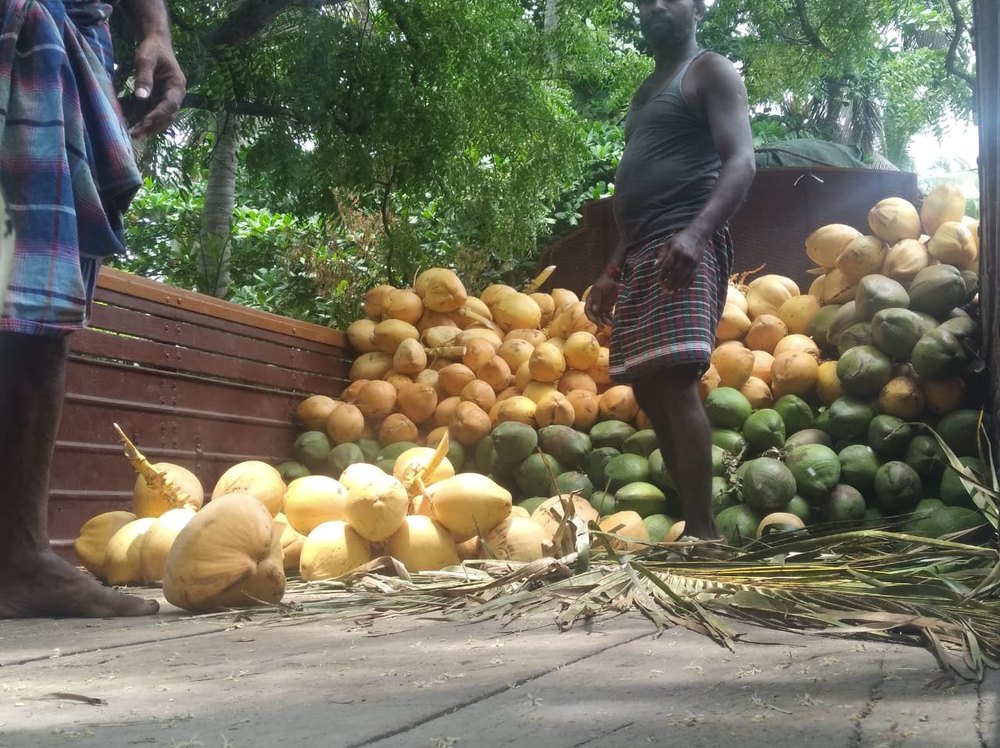 A Grade Whole Pollachi Tender Coconut Deejay, Packaging Size: Loose Full truck load, Coconut Size: Large