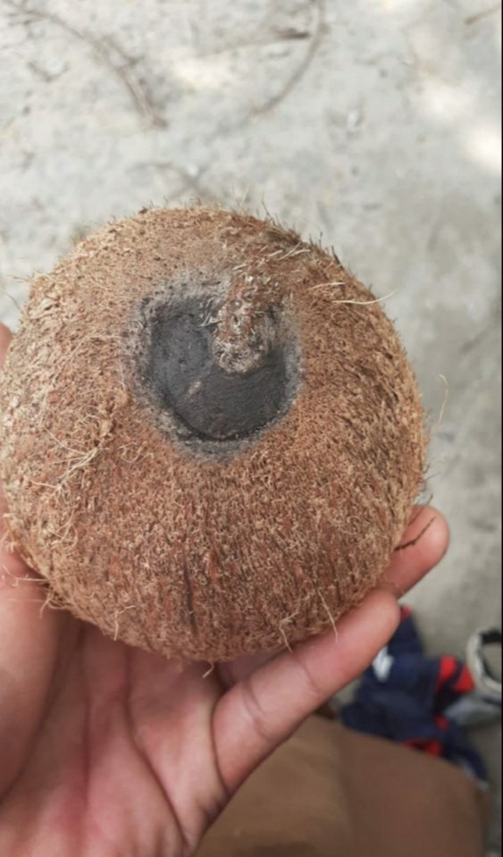 A Grade Semi Husked One Eye Coconut (Rarely Founded), Packaging Size: 1 Kg, Coconut Size Available: Large