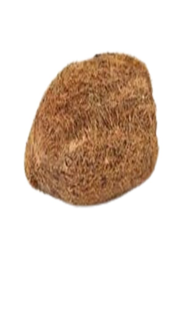 Solid Whole Ekakshi Nariyal, Coconut Size: Small