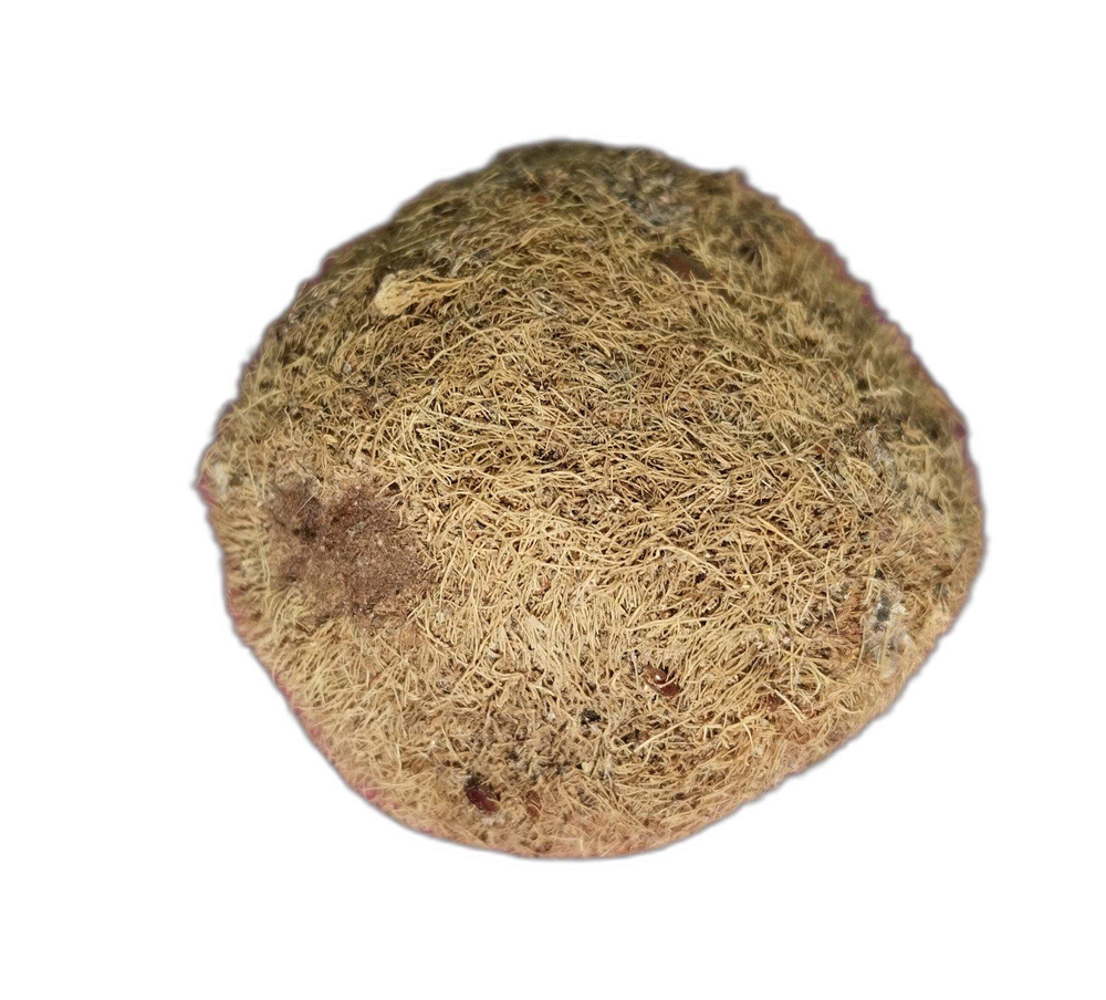 A Grade Solid Ekakshi One Eyed Coconut, Packaging Size: 1kg, Coconut Size: Medium