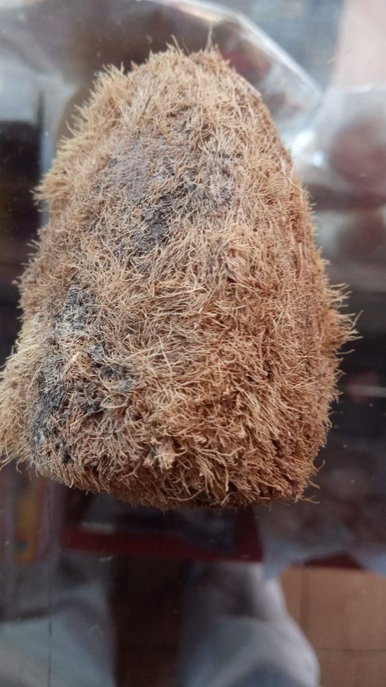A Grade Solid One eye coconut, Packaging Size: 10 Kg, Coconut Size: Medium