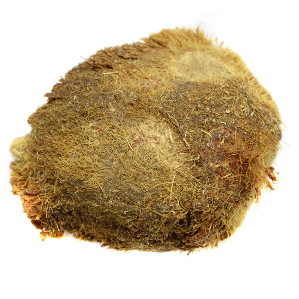 A Grade Solid Ekakshi One Eyed Coconut, Packaging Size: 1, Coconut Size: Small