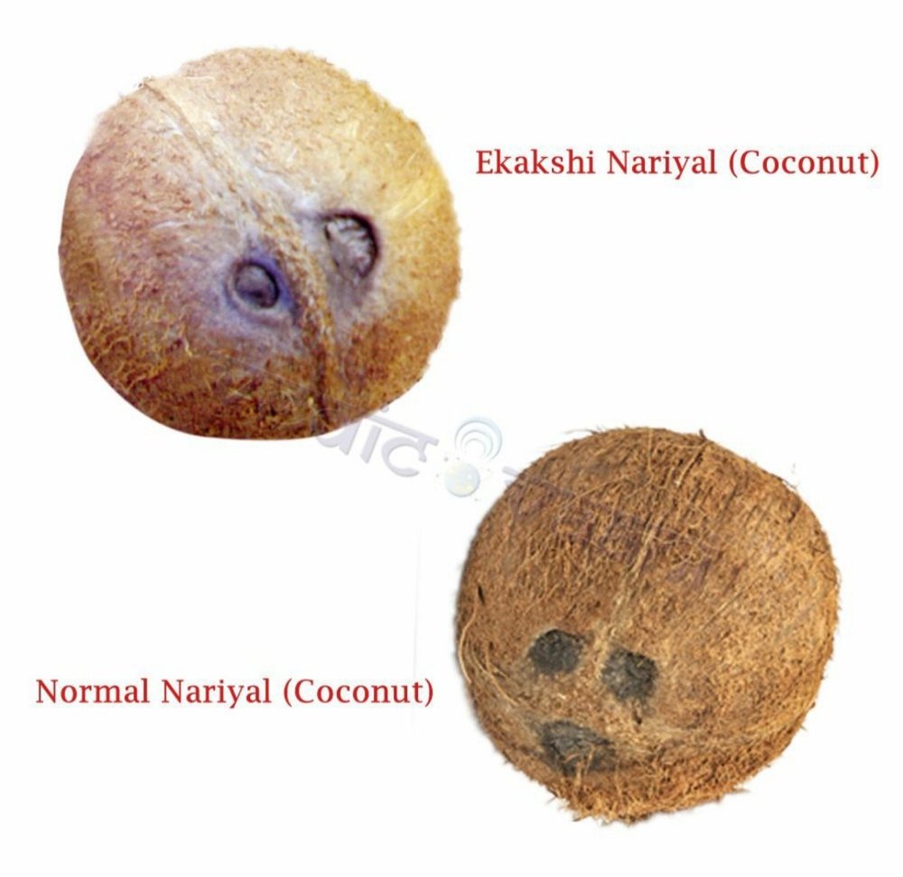 Ekakshi Nariyal , One Eye Coconut