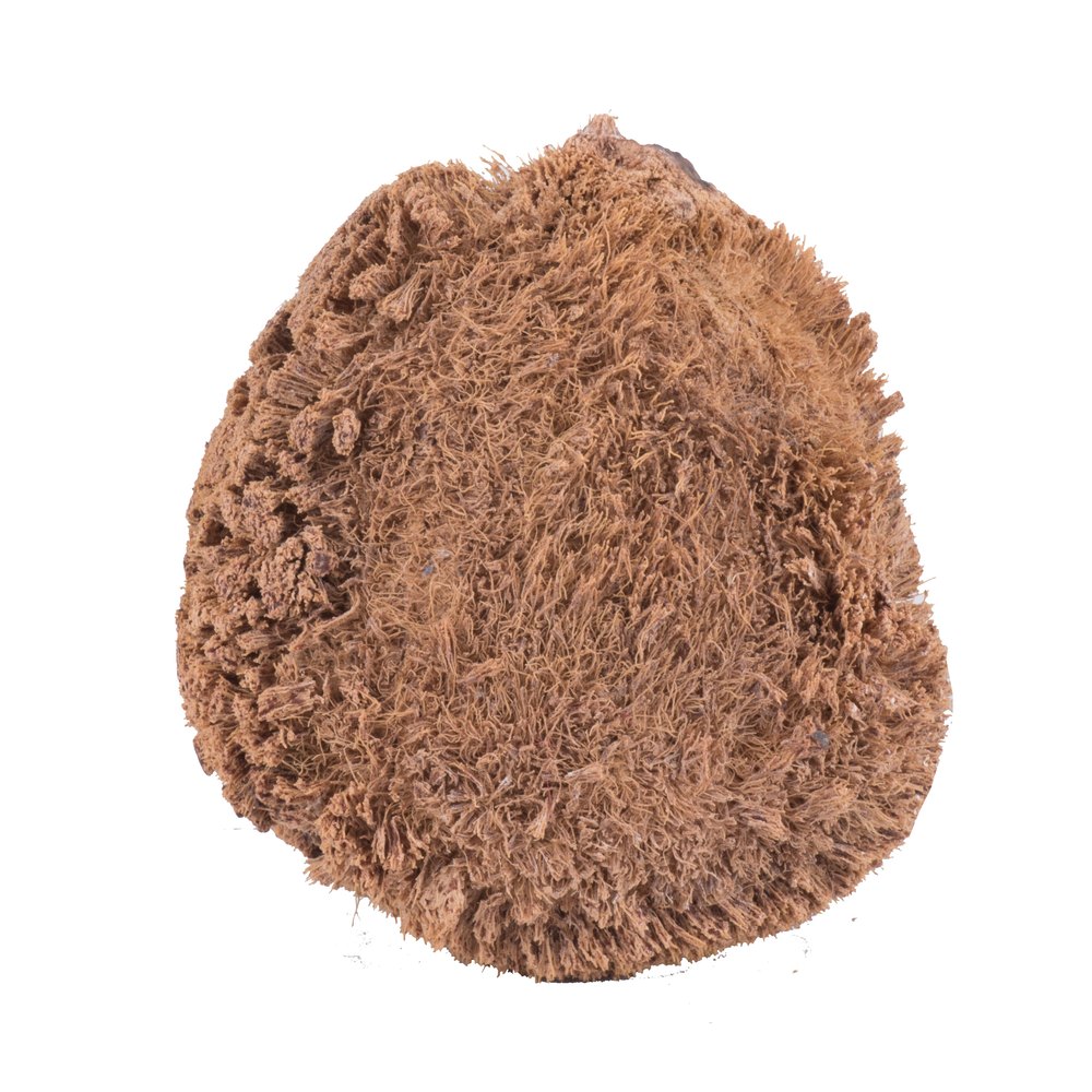 One Eye Coconut Small