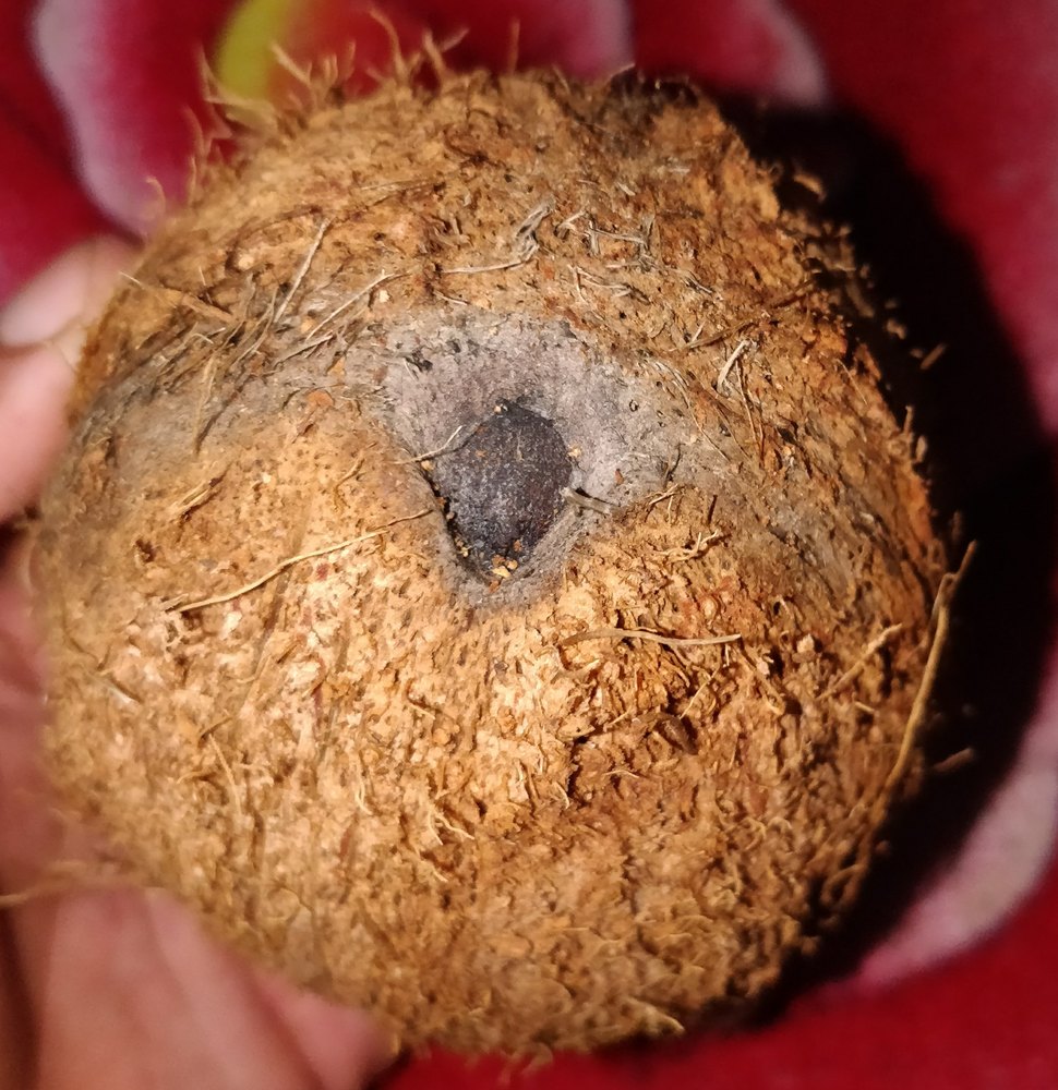 Ekakshi (one Eyed Coconut)