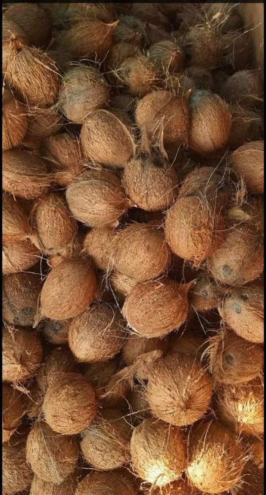 A Grade Solid Husk Coconut, Packaging Size: 10 Kg, Coconut Size: Medium