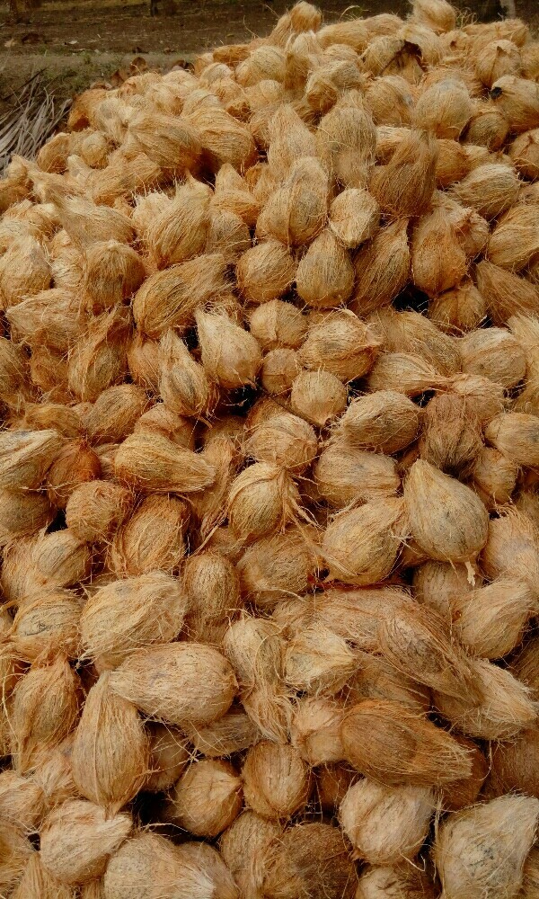 Pollachi Semi Husked Organic Fresh Coconut, Coconut Size: Medium