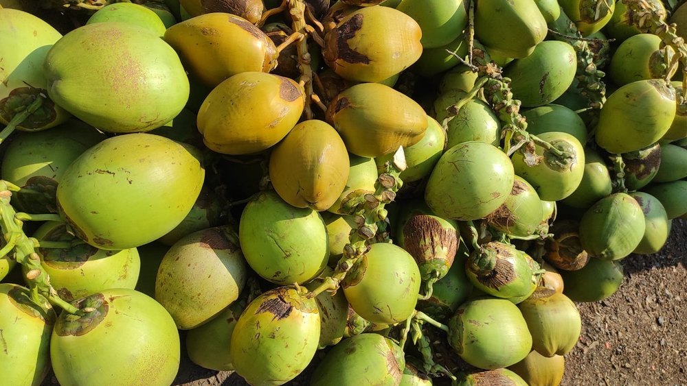 Solid Whole Organic Green Coconut, Packaging Size: Truck Loading, Coconut Size: Medium