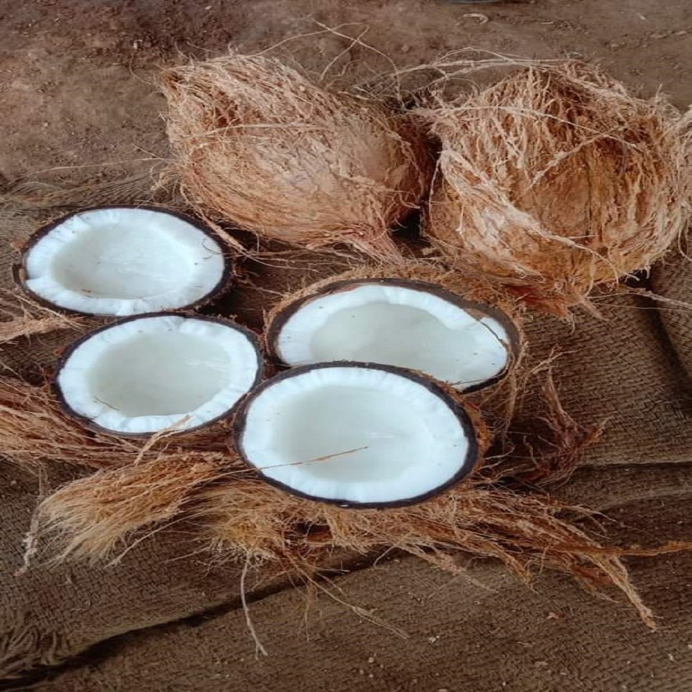 A Grade Solid Fresh Raw Coconut, Coconut Size: Medium